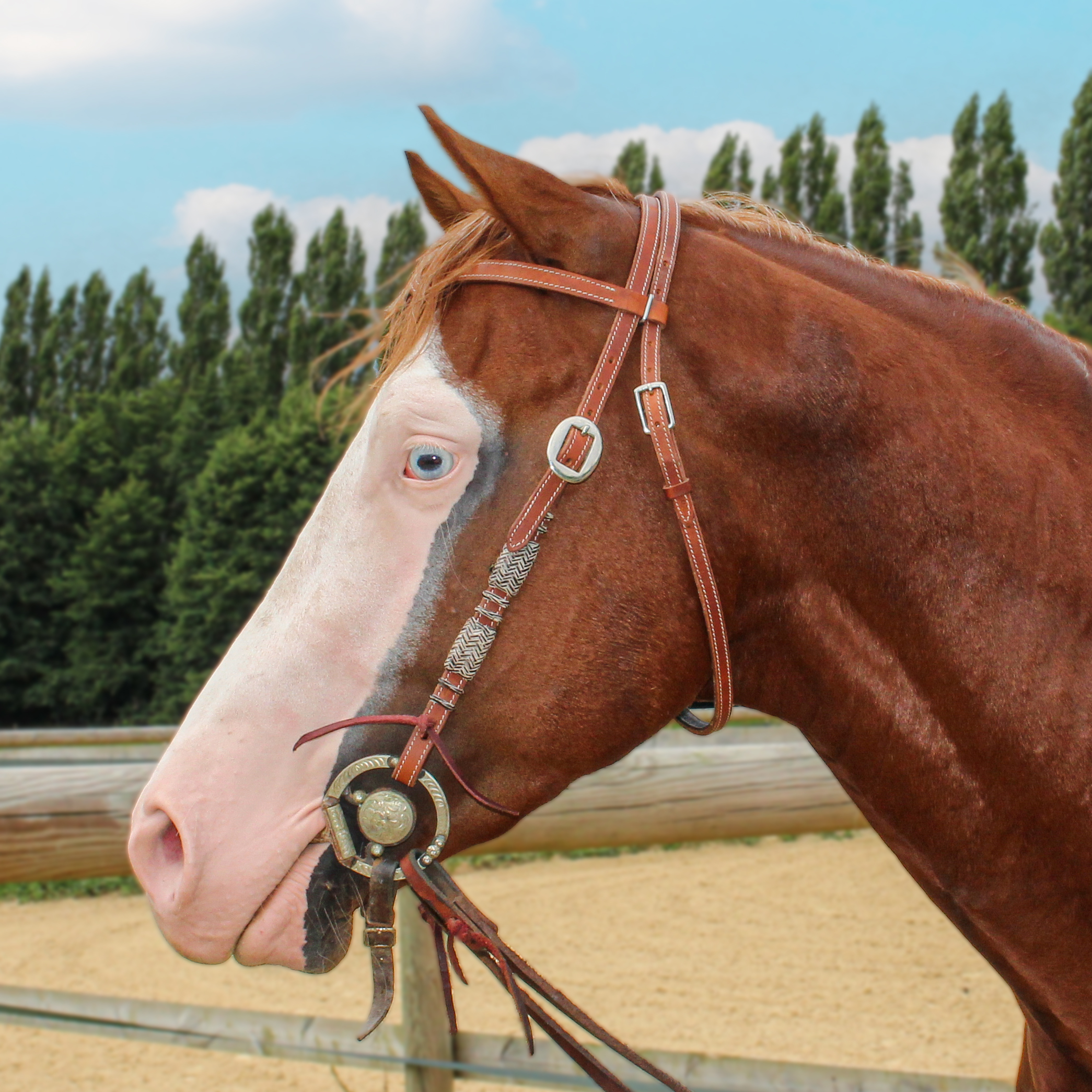 Ensemble Tête Et Col Poitrine Western Cuir Ridex - Toutes Tailles Cheval