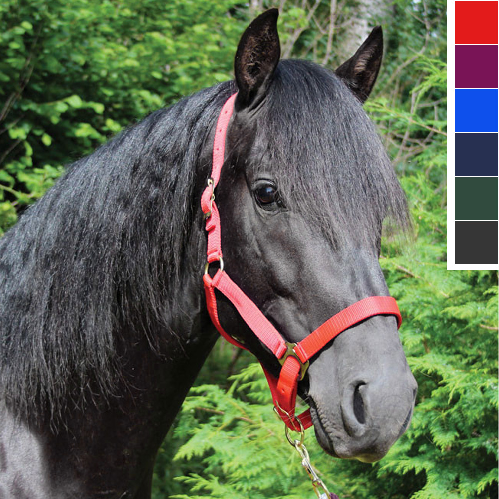 Licol équitation Equipride – Rembourré Nylon Noir – Taille Cob – Laisse Assortie – Doublure Imitation Vison
