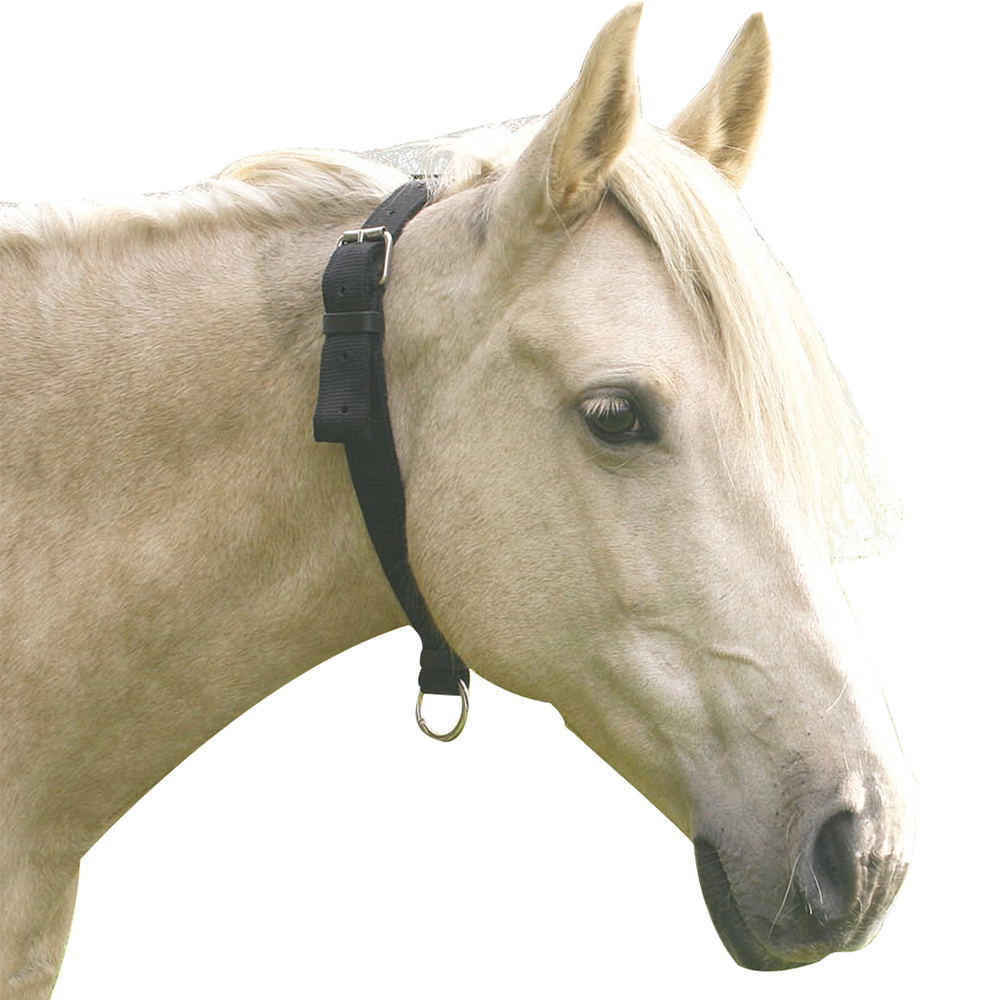 Licol Réglable En Nylon Pour Cheval – 2,5 Cm, Couronne En Cuir Marron, Pression Au Menton, Acier Inoxydable
